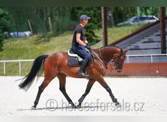 Classic Pony / Pony Classico, Castrone, 6 Anni, 165 cm, Baio