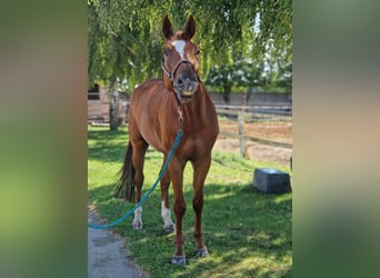 Classic Pony / Pony Classico, Castrone, 6 Anni, 170 cm, Sauro scuro