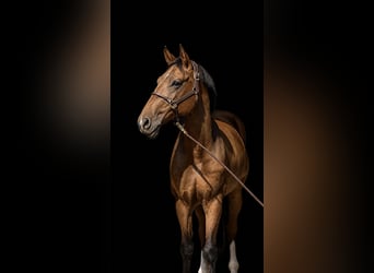 Classic Pony / Pony Classico, Castrone, 7 Anni, 170 cm, Baio