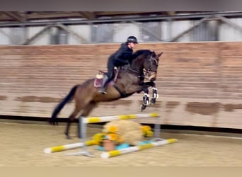 Classic Pony / Pony Classico, Castrone, 8 Anni, 170 cm, Baio