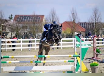 Classic Pony / Pony Classico, Castrone, 9 Anni, 164 cm, Baio scuro