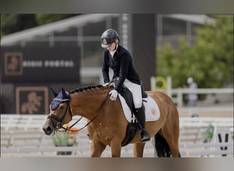 Classic Pony / Pony Classico, Giumenta, 10 Anni, 168 cm, Baio ciliegia