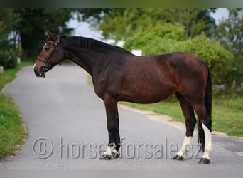 Classic Pony / Pony Classico, Giumenta, 10 Anni, 173 cm, Baio