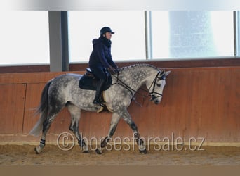 Classic Pony / Pony Classico, Giumenta, 12 Anni, 175 cm, Grigio