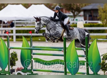 Classic Pony / Pony Classico, Giumenta, 14 Anni, 175 cm, Grigio