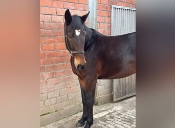 Classic Pony / Pony Classico, Giumenta, 4 Anni, 164 cm, Baio scuro