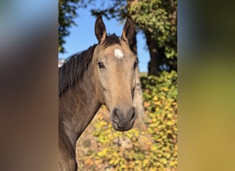 Classic Pony / Pony Classico, Giumenta, 4 Anni, 170 cm, Pelle di daino