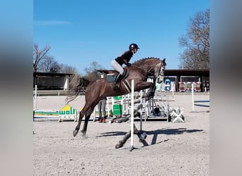 Classic Pony / Pony Classico, Giumenta, 5 Anni, 164 cm, Grigio