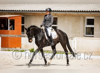 Classic Pony / Pony Classico, Giumenta, 5 Anni, 165 cm, Baio nero