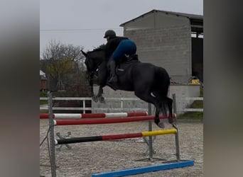 Classic Pony / Pony Classico, Giumenta, 5 Anni, 165 cm, Baio scuro