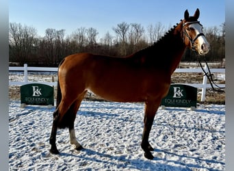 Classic Pony / Pony Classico, Giumenta, 5 Anni, 166 cm, Baio ciliegia