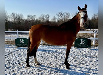 Classic Pony / Pony Classico, Giumenta, 5 Anni, 166 cm, Baio ciliegia
