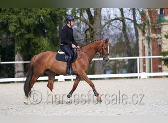 Classic Pony / Pony Classico, Giumenta, 5 Anni, 169 cm, Sauro