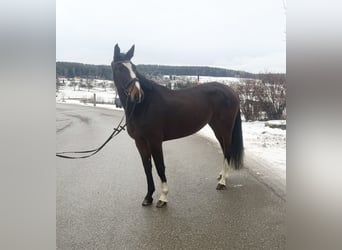 Classic Pony / Pony Classico, Giumenta, 5 Anni, 170 cm, Baio scuro