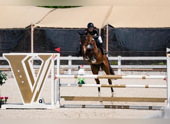 Classic Pony / Pony Classico, Giumenta, 5 Anni, 175 cm, Baio