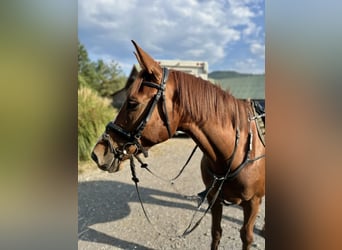 Classic Pony / Pony Classico, Giumenta, 6 Anni, 163 cm, Sauro scuro