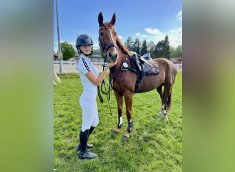 Classic Pony / Pony Classico, Giumenta, 6 Anni, 163 cm, Sauro scuro