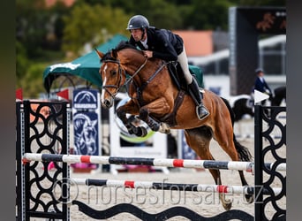 Classic Pony / Pony Classico, Giumenta, 6 Anni, 172 cm, Baio