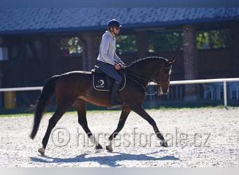 Classic Pony / Pony Classico, Giumenta, 6 Anni, 172 cm, Baio scuro