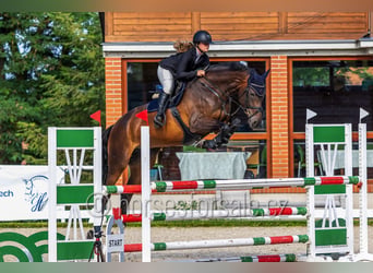 Classic Pony / Pony Classico, Giumenta, 6 Anni, 172 cm, Baio scuro