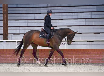 Classic Pony / Pony Classico, Giumenta, 6 Anni, 172 cm, Baio scuro