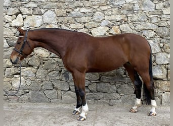 Classic Pony / Pony Classico, Giumenta, 7 Anni, 170 cm, Baio