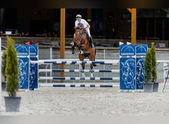 Classic Pony / Pony Classico, Giumenta, 7 Anni, 170 cm, Baio