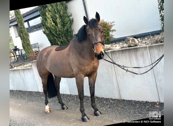 Classic Pony / Pony Classico, Giumenta, 8 Anni, 163 cm, Baio