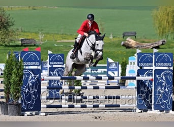 Classic Pony / Pony Classico, Giumenta, 8 Anni, 168 cm, Grigio
