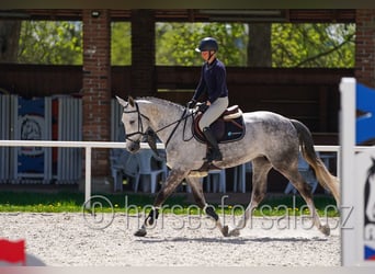 Classic Pony / Pony Classico, Giumenta, 8 Anni, 168 cm, Grigio