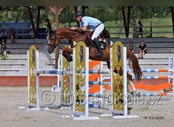Classic Pony / Pony Classico, Giumenta, 8 Anni, 168 cm, Sauro