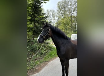 Classic Pony / Pony Classico, Giumenta, 8 Anni
