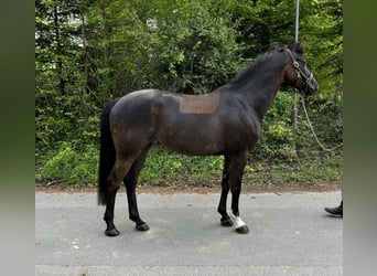 Classic Pony / Pony Classico, Giumenta, 8 Anni