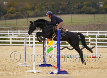 Classic Pony / Pony Classico, Giumenta, 9 Anni, 166 cm, Morello