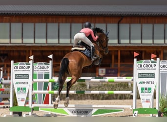 Classic Pony / Pony Classico, Giumenta, 9 Anni, 172 cm, Baio ciliegia