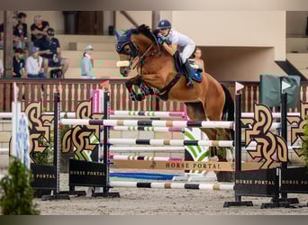 Classic Pony / Pony Classico, Giumenta, 9 Anni, 172 cm, Baio ciliegia