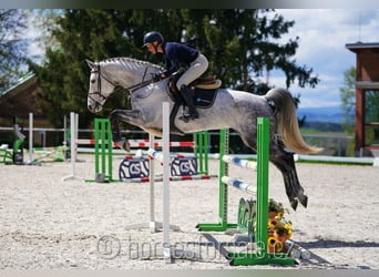 Classic Pony / Pony Classico, Giumenta, 9 Anni, 175 cm, Grigio