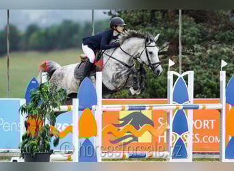 Classic Pony / Pony Classico, Giumenta, 9 Anni, 175 cm, Grigio