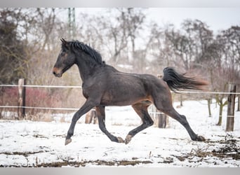 Classic Pony / Pony Classico, Stallone, 4 Anni, 176 cm