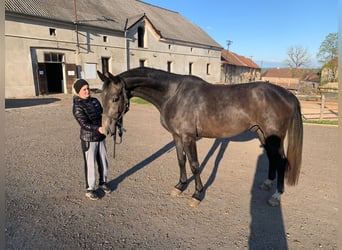 Classic Pony / Pony Classico, Stallone, 6 Anni, 165 cm, Grigio