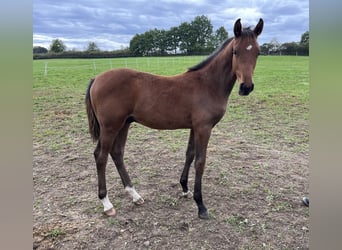 Classic Pony / Pony Classico, Stallone, Puledri (05/2025), Baio ciliegia