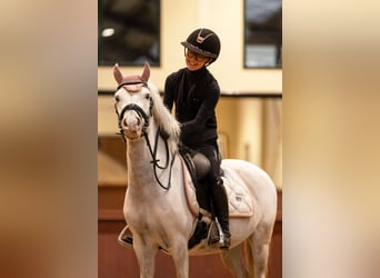 Classic Pony, Ruin, 10 Jaar, 125 cm, Schimmel