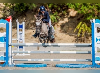 Classic Pony, Ruin, 10 Jaar, 127 cm, Donkerbruin