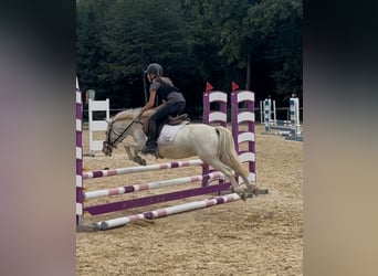 Classic Pony, Ruin, 11 Jaar, 130 cm, Cremello
