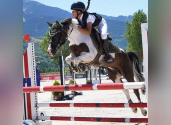 Classic Pony, Ruin, 12 Jaar, 135 cm, Gevlekt-paard