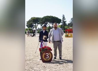 Classic Pony, Ruin, 15 Jaar, 140 cm, Vos