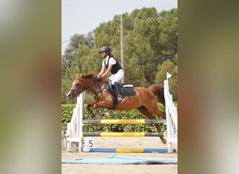 Classic Pony, Ruin, 15 Jaar, 140 cm, Vos