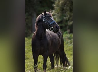 Classic Pony, Ruin, 16 Jaar, 135 cm, Donkerbruin