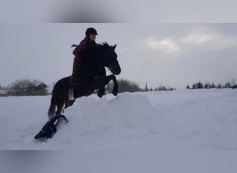 Classic Pony, Ruin, 16 Jaar, 135 cm, Donkerbruin