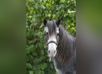 Classic Pony, Ruin, 19 Jaar, 110 cm, Roan-Blue